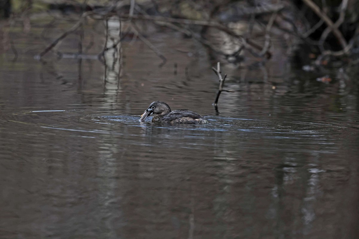 Pied-billed Grebe - Anonymous