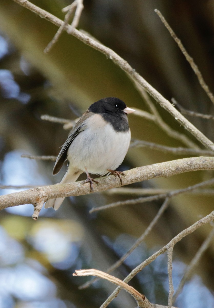 Junco ardoisé (groupe oreganus) - ML322801731