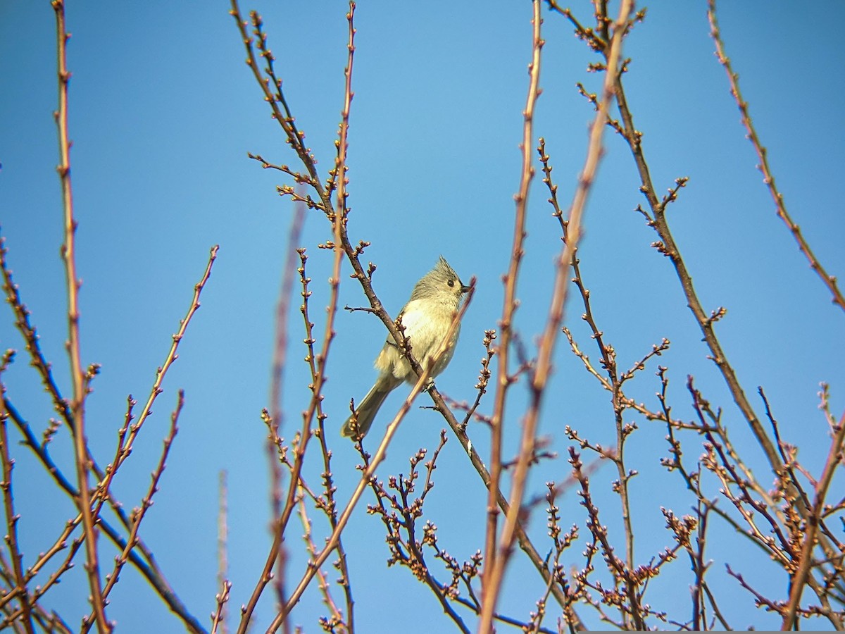 Tufted Titmouse - ML322803211