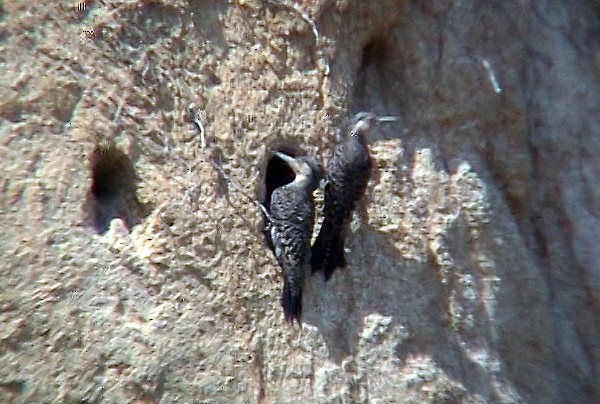 Chilean Flicker - ML322803521