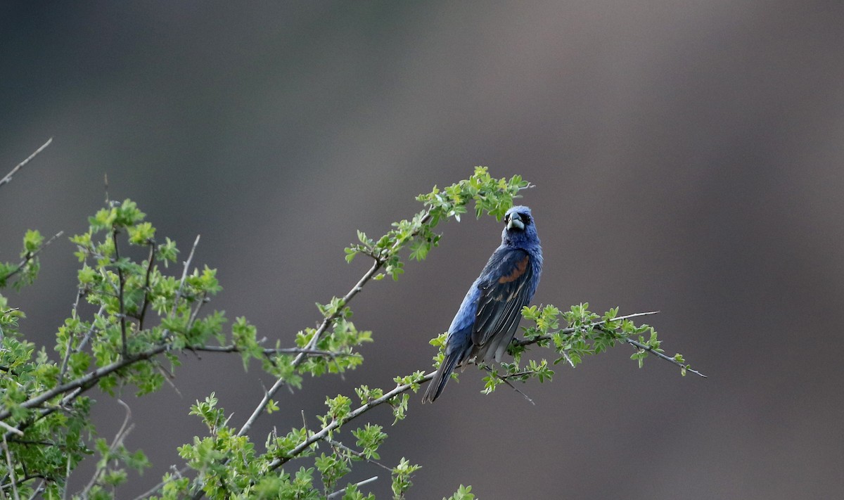 Blue Grosbeak - ML32280551