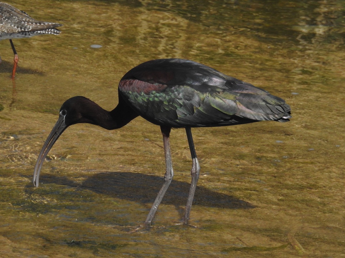 ibis hnědý - ML322808081
