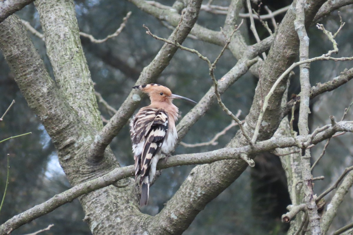 Common Hoopoe - ML322809111