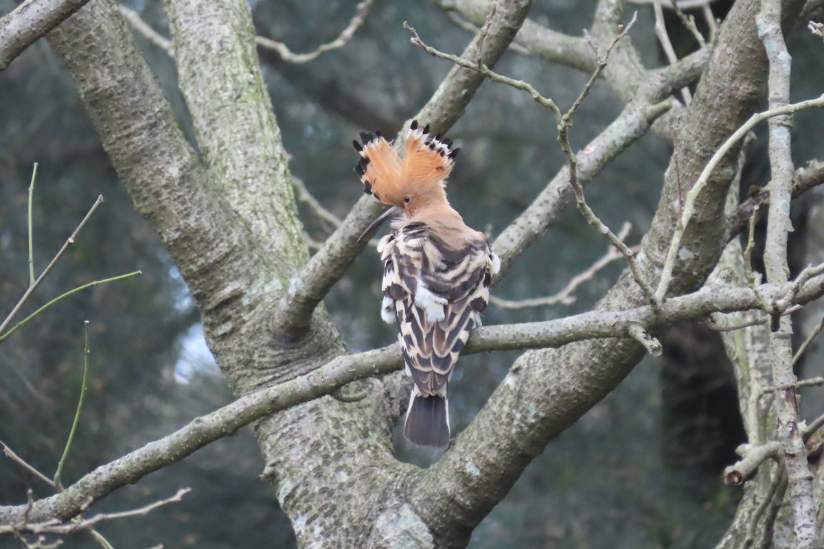 Common Hoopoe - ML322809221