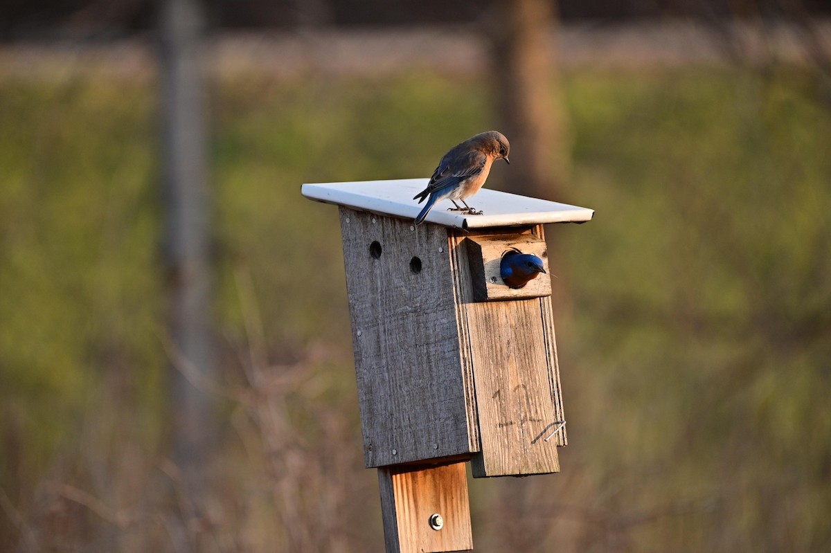 Eastern Bluebird - ML322809401