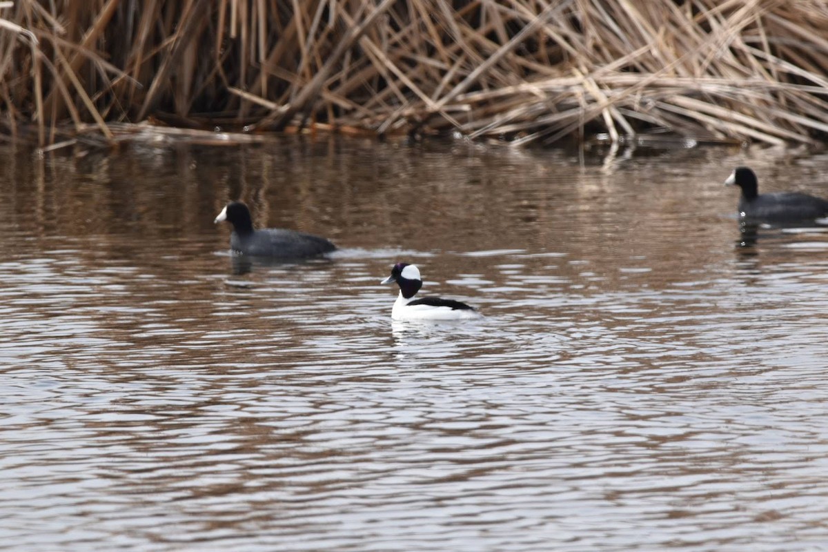 Bufflehead - ML322809771