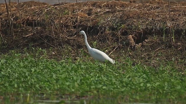 Medium Egret - ML322809991