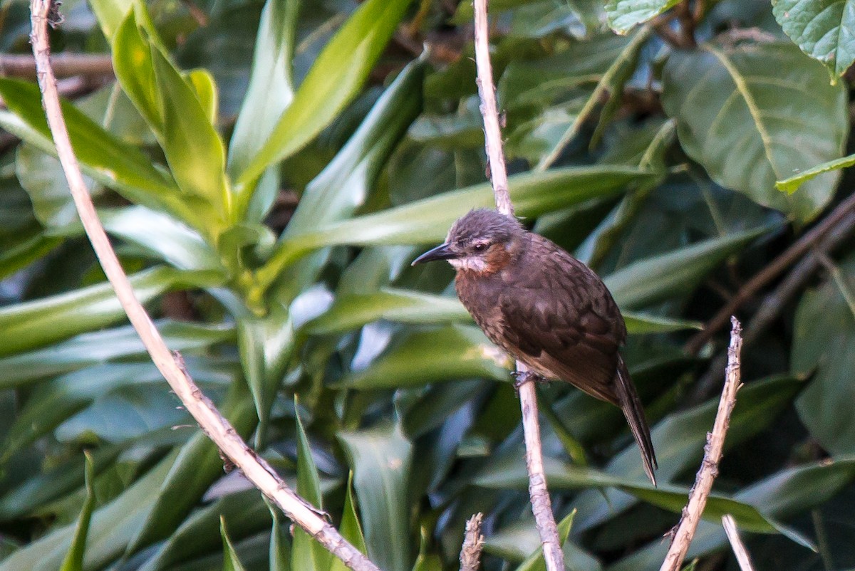 Brown-eared Bulbul - ML322811611