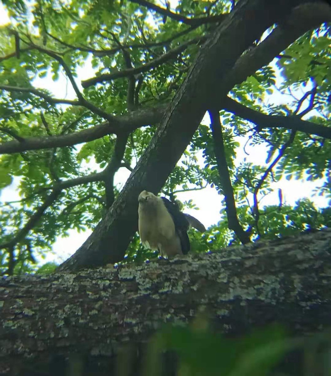 Yellow-headed Caracara - ML322812091