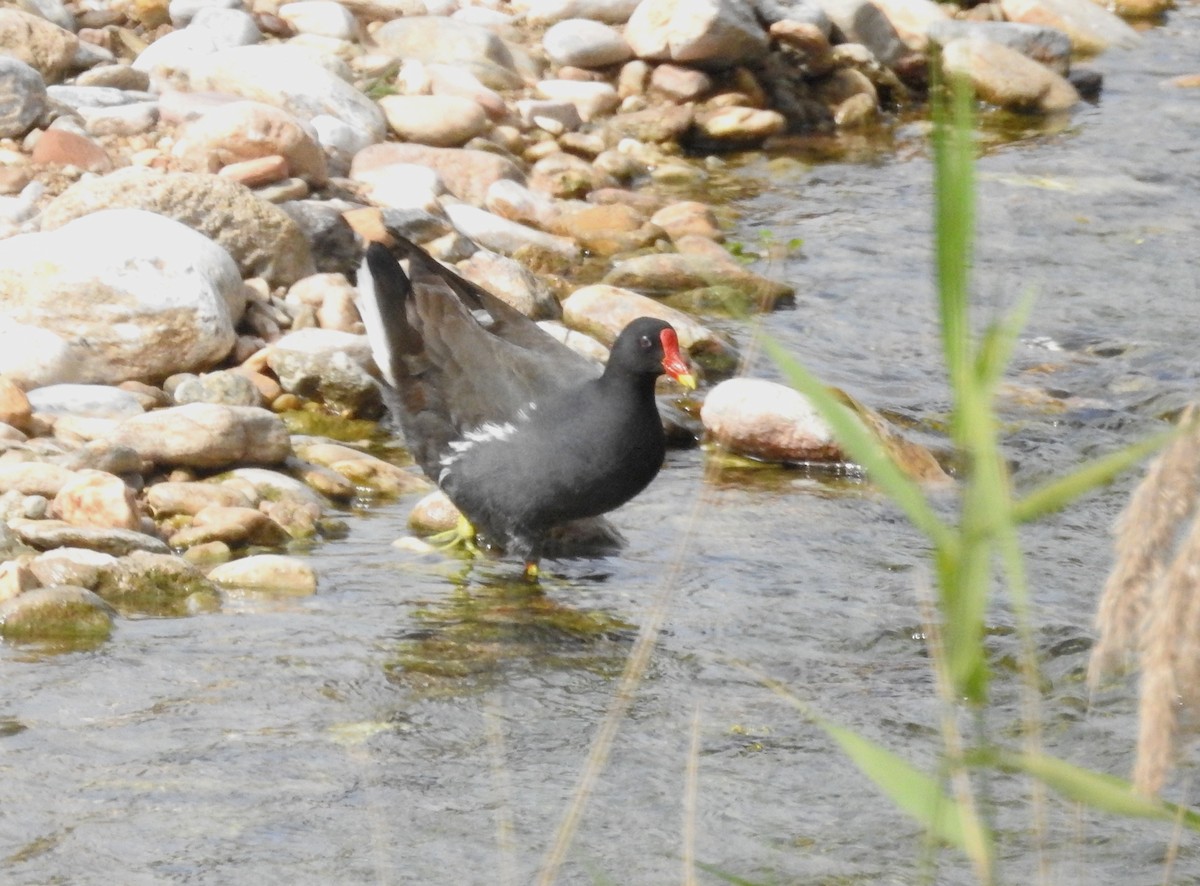 Eurasian Moorhen - ML322813281