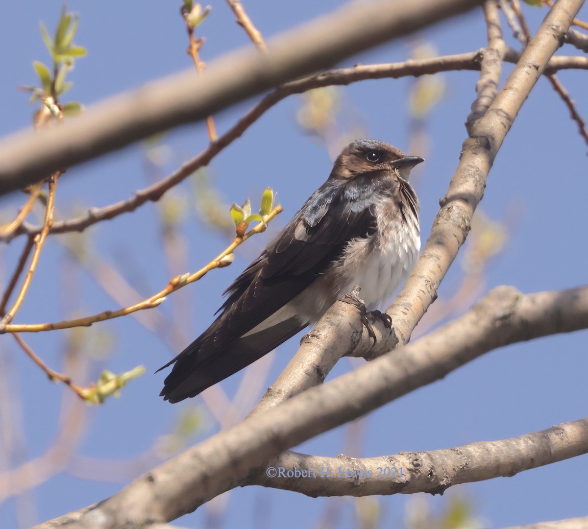 new world martin sp. (Progne sp.) - ML322814131