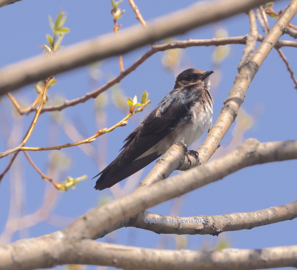 new world martin sp. (Progne sp.) - ML322814311