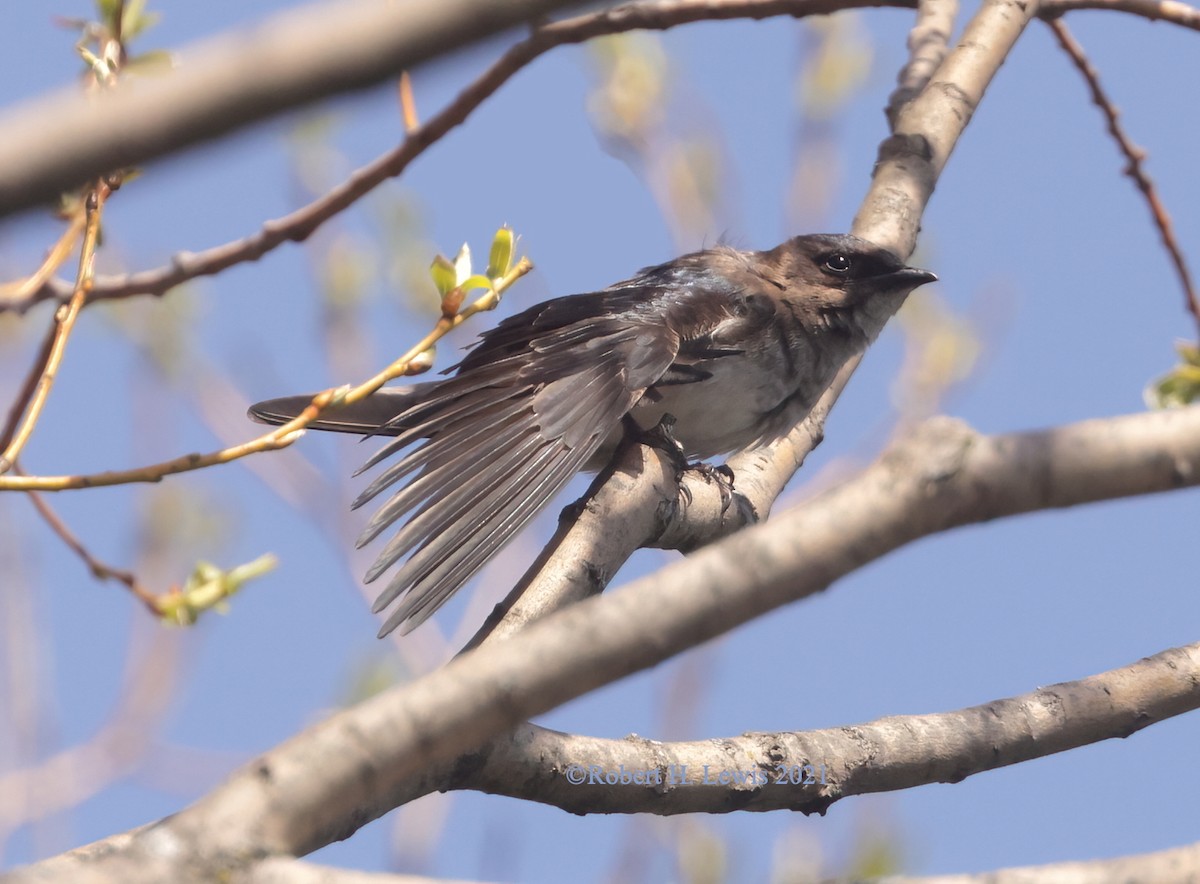 new world martin sp. (Progne sp.) - ML322814371