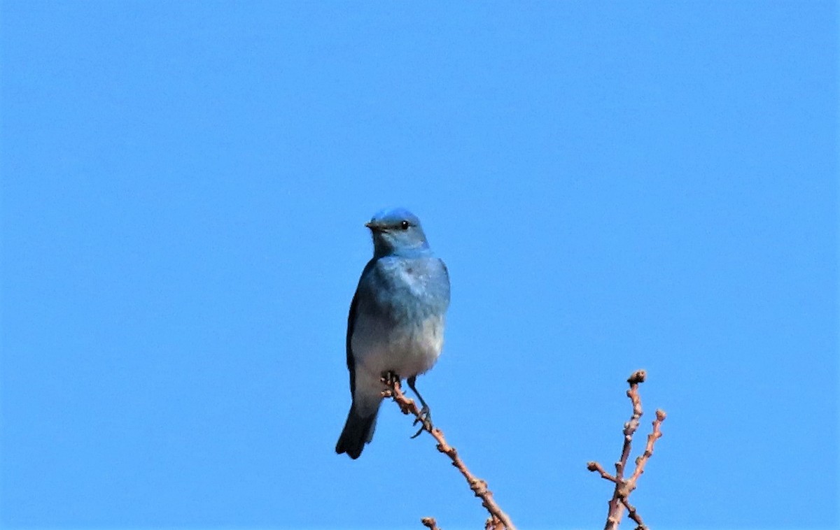 Mountain Bluebird - Sandy Beranich