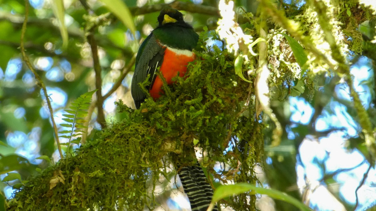 Collared Trogon - ML322817441