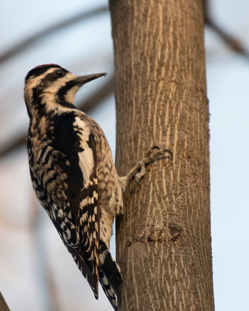 Yellow-bellied Sapsucker - Graham Deese