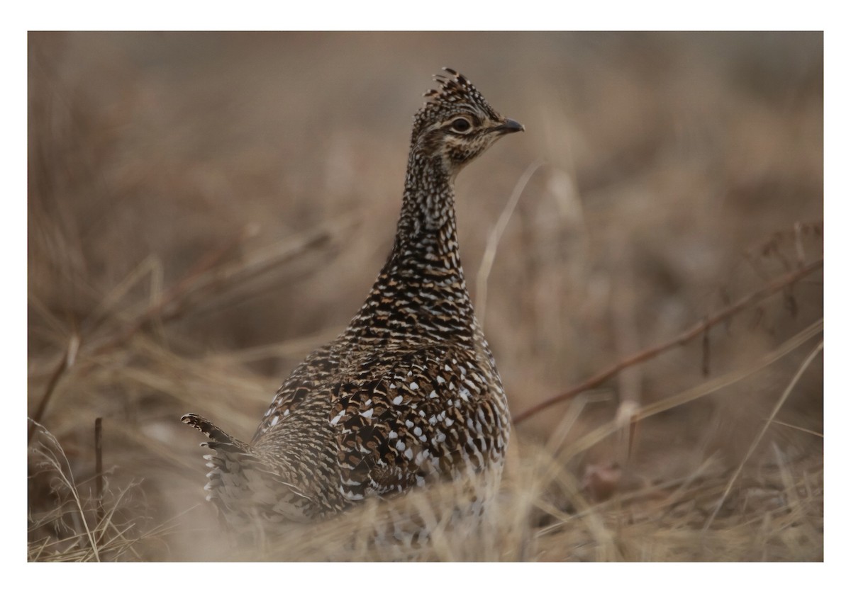 Sharp-tailed Grouse - ML322818171