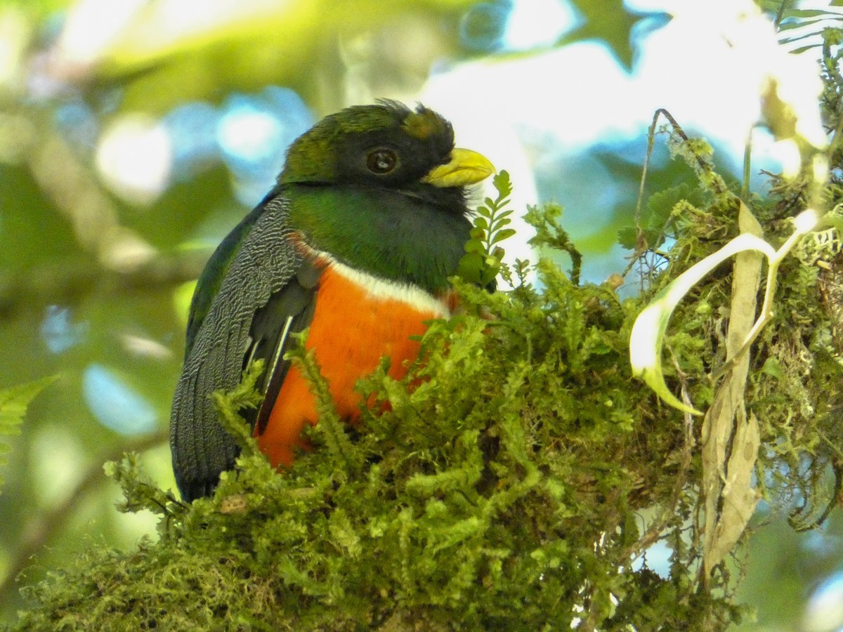 Collared Trogon - ML322819031