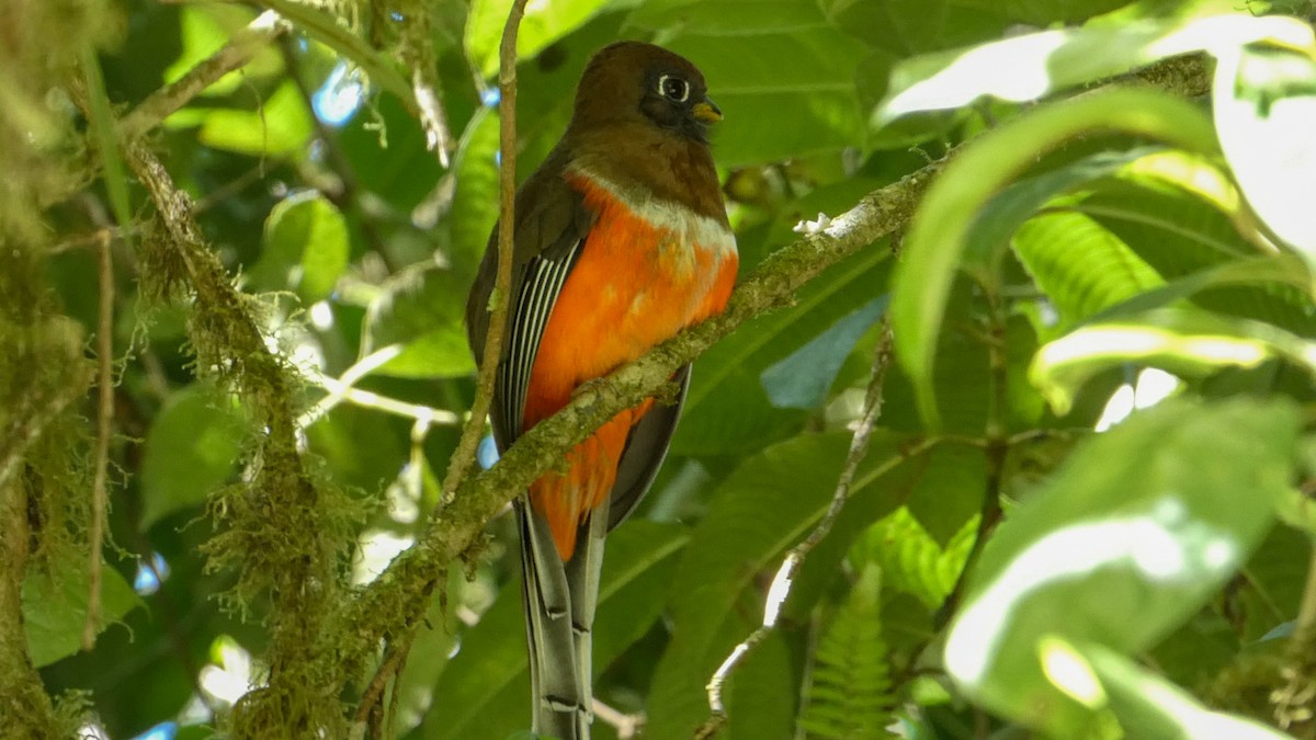 Collared Trogon - ML322819771