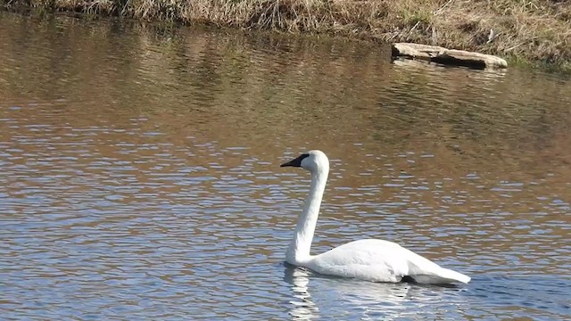 Trumpeter Swan - ML322820031