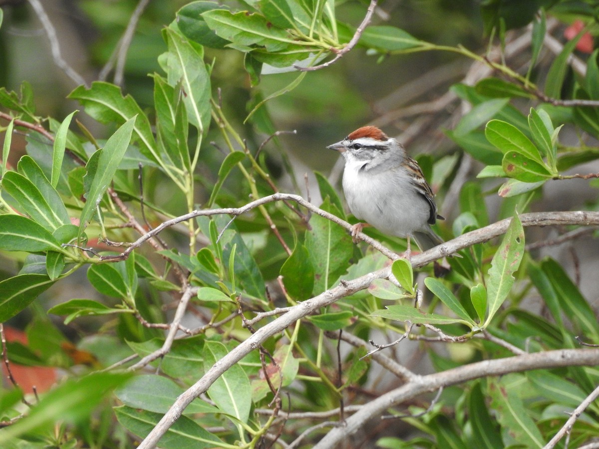 Chipping Sparrow - ML322820431