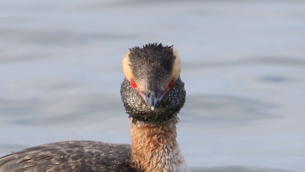 Horned Grebe - ML322822471