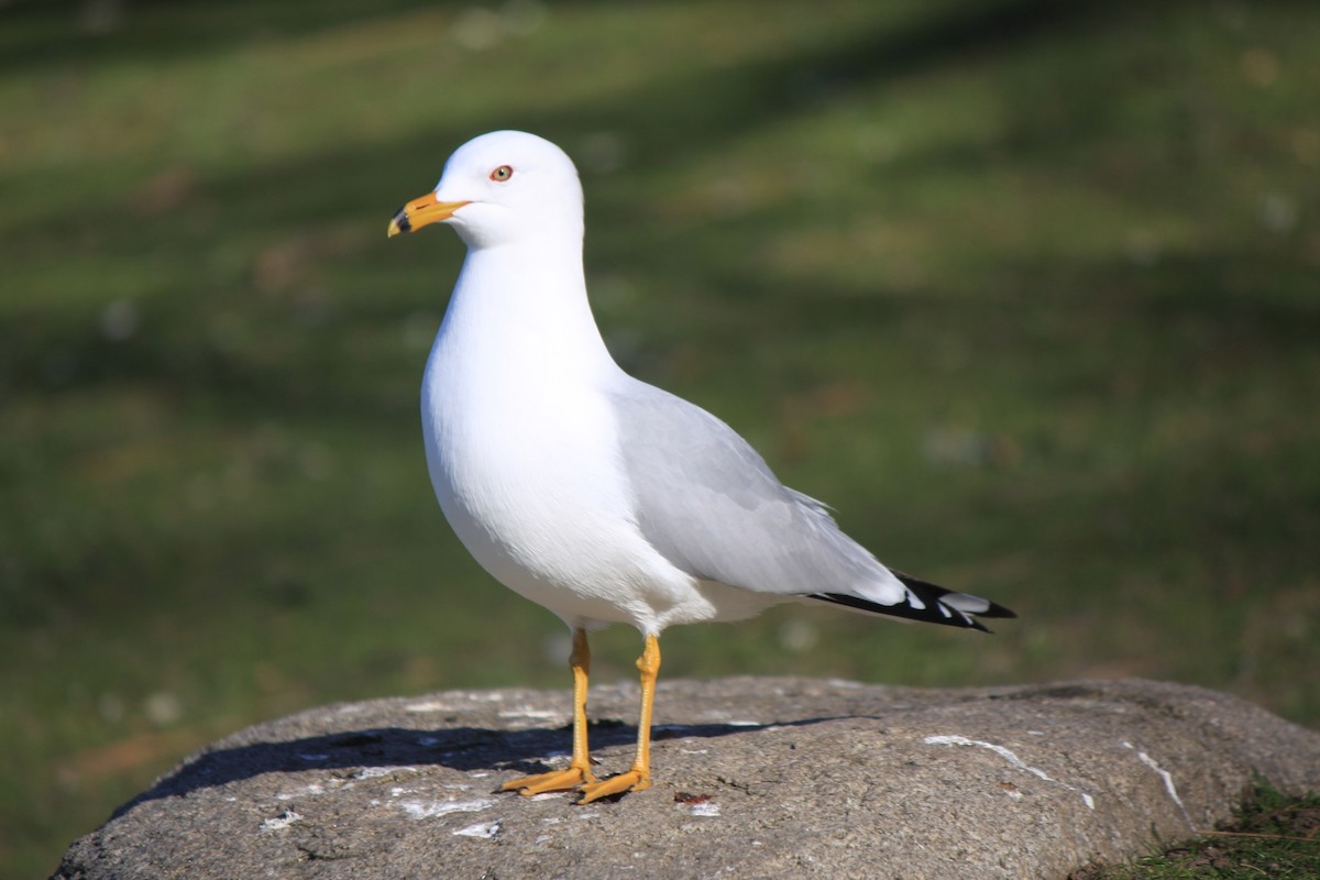 Ring-billed Gull - ML322823581