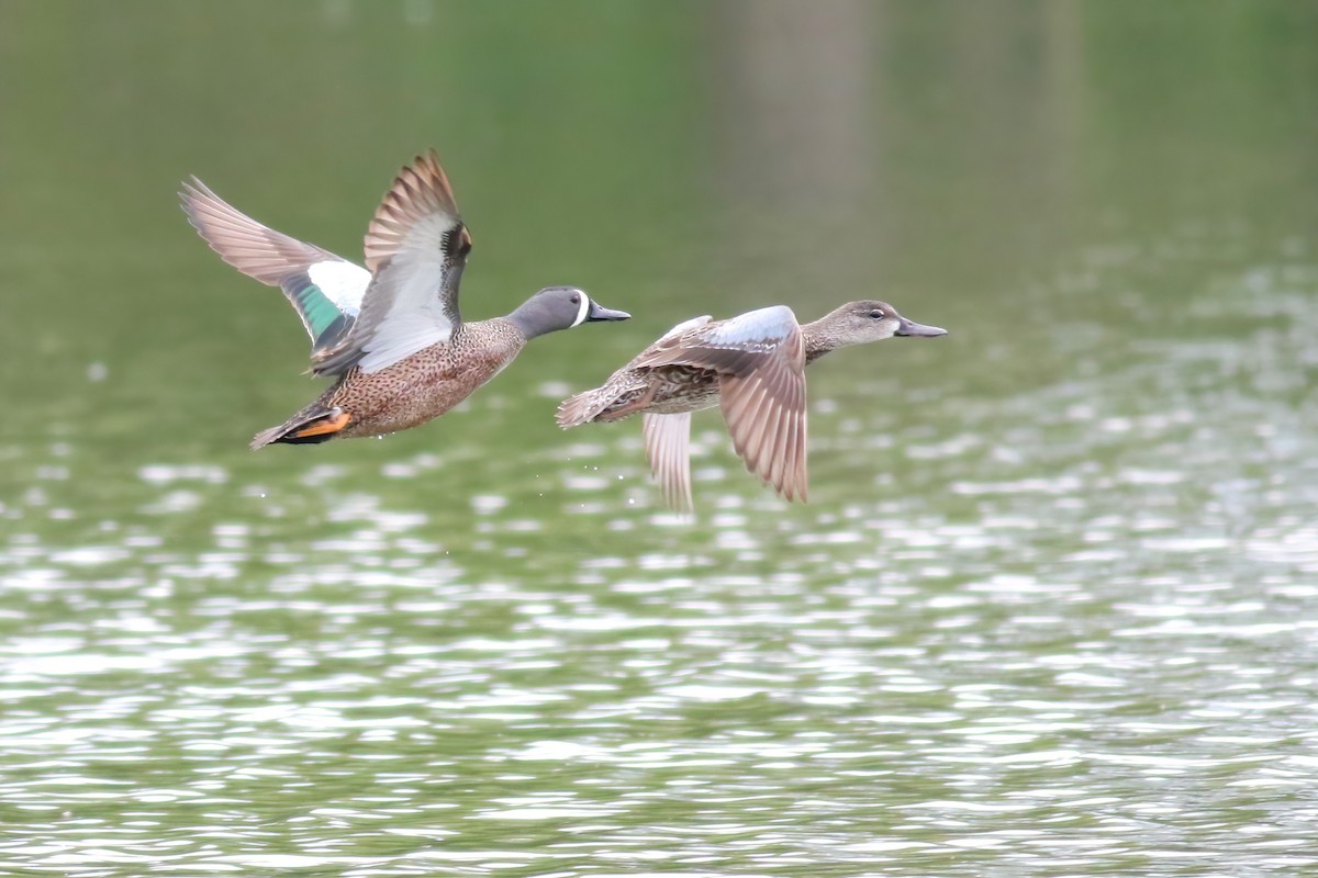 Blue-winged Teal - ML322823751