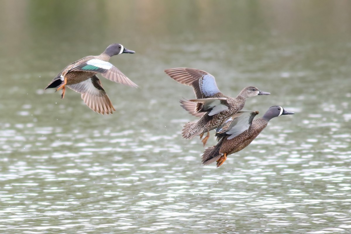 Blue-winged Teal - ML322823761