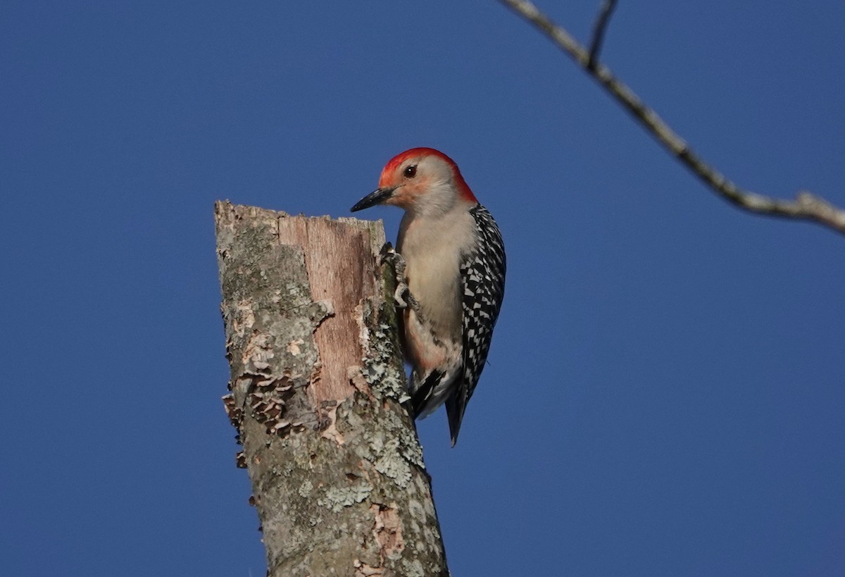 Red-bellied Woodpecker - ML322823781
