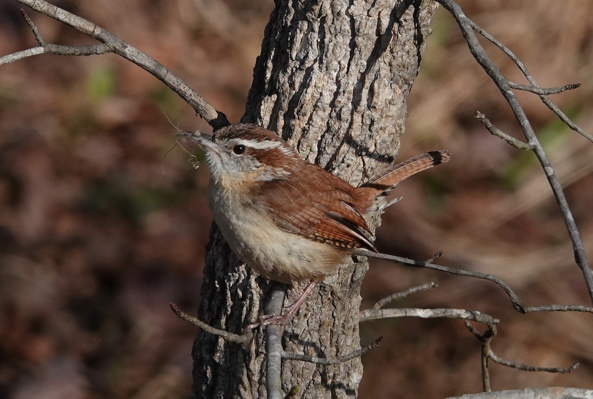 Carolina Wren - ML322824061