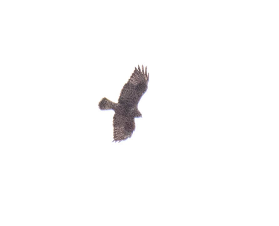 Rough-legged Hawk - ML322825271