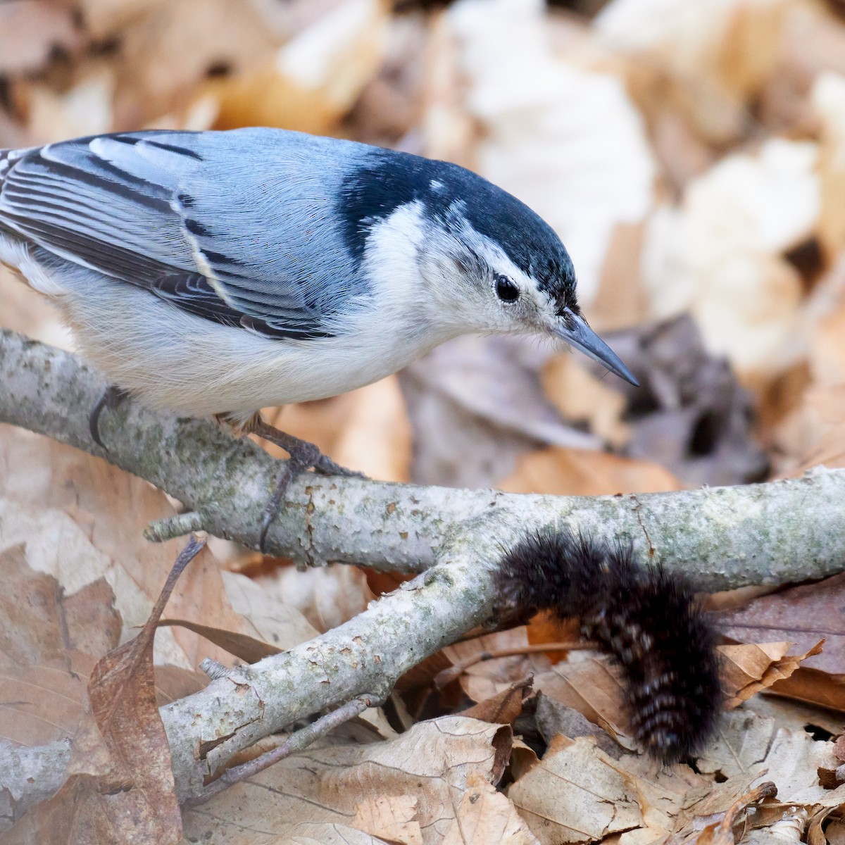 White-breasted Nuthatch - ML322825331