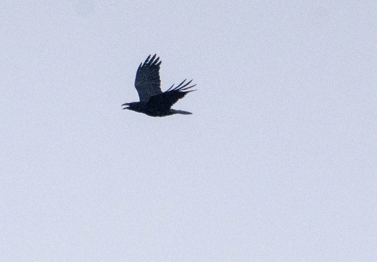Common Raven - ML322825341