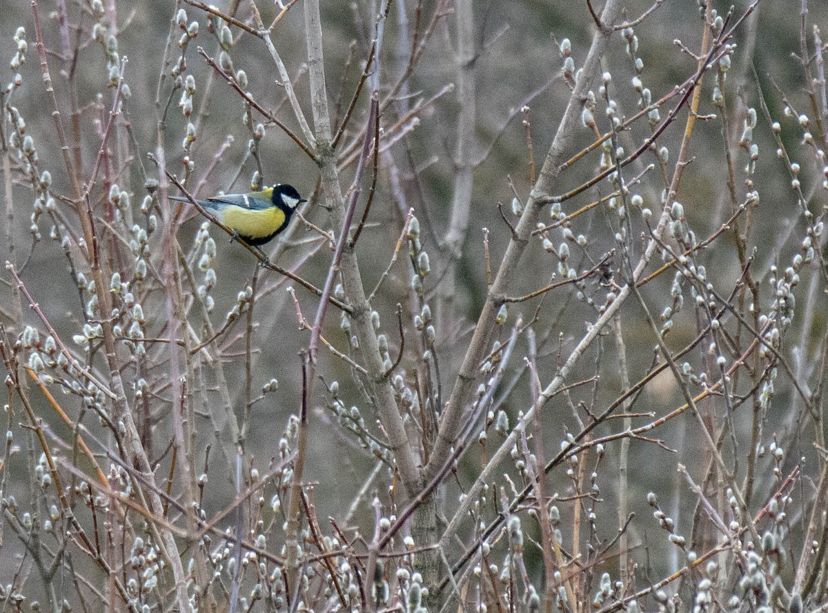 Great Tit - ML322825421