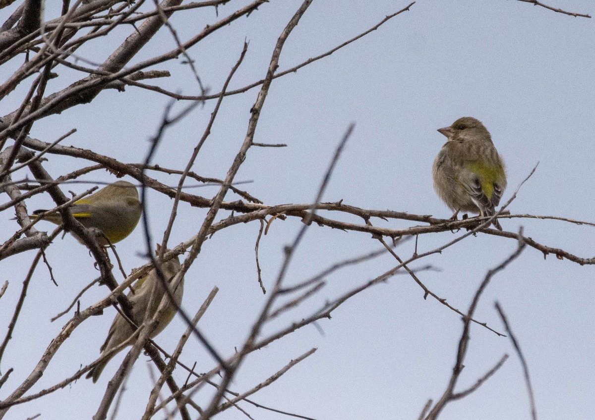 European Greenfinch - ML322825581