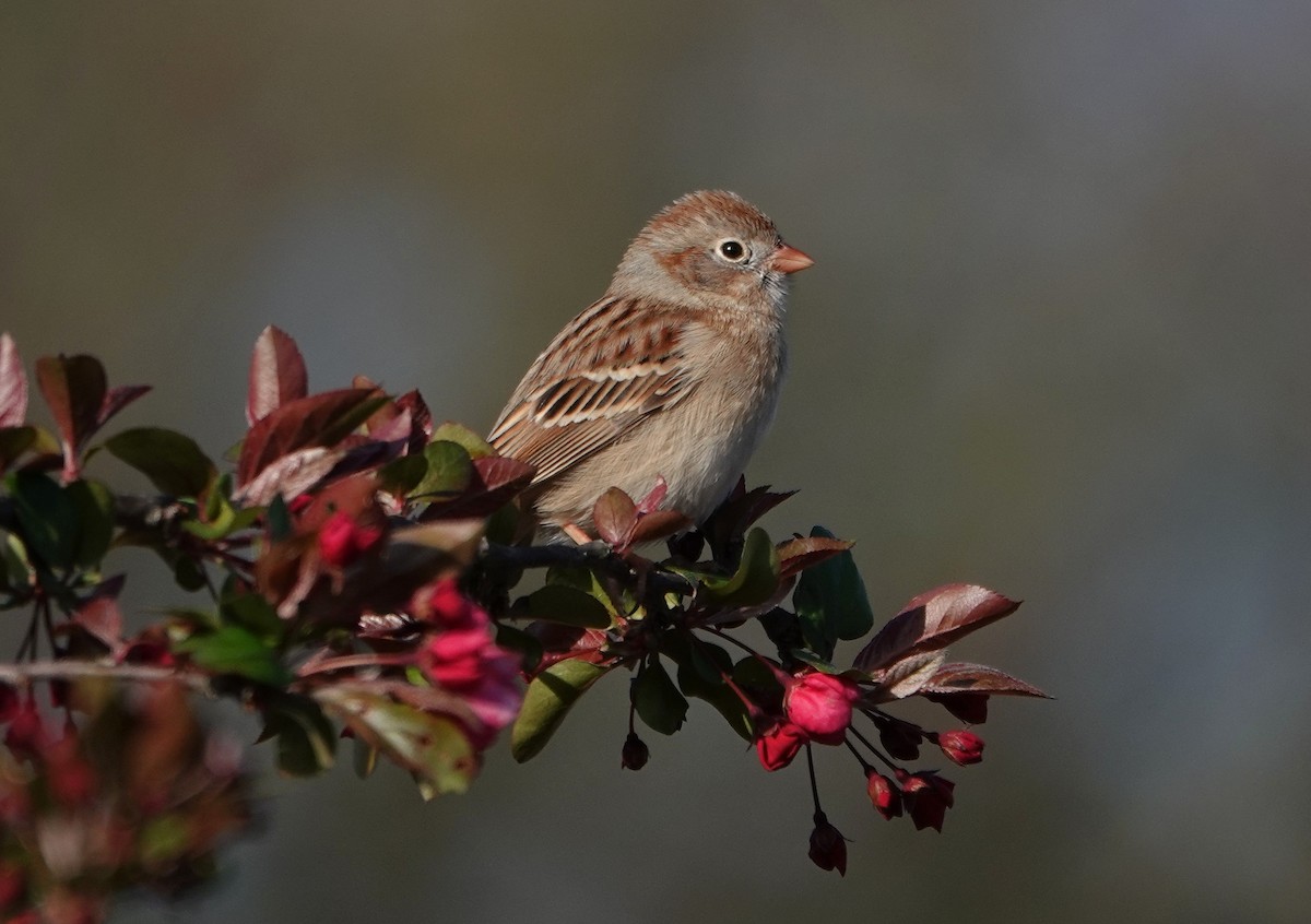 Field Sparrow - ML322825921