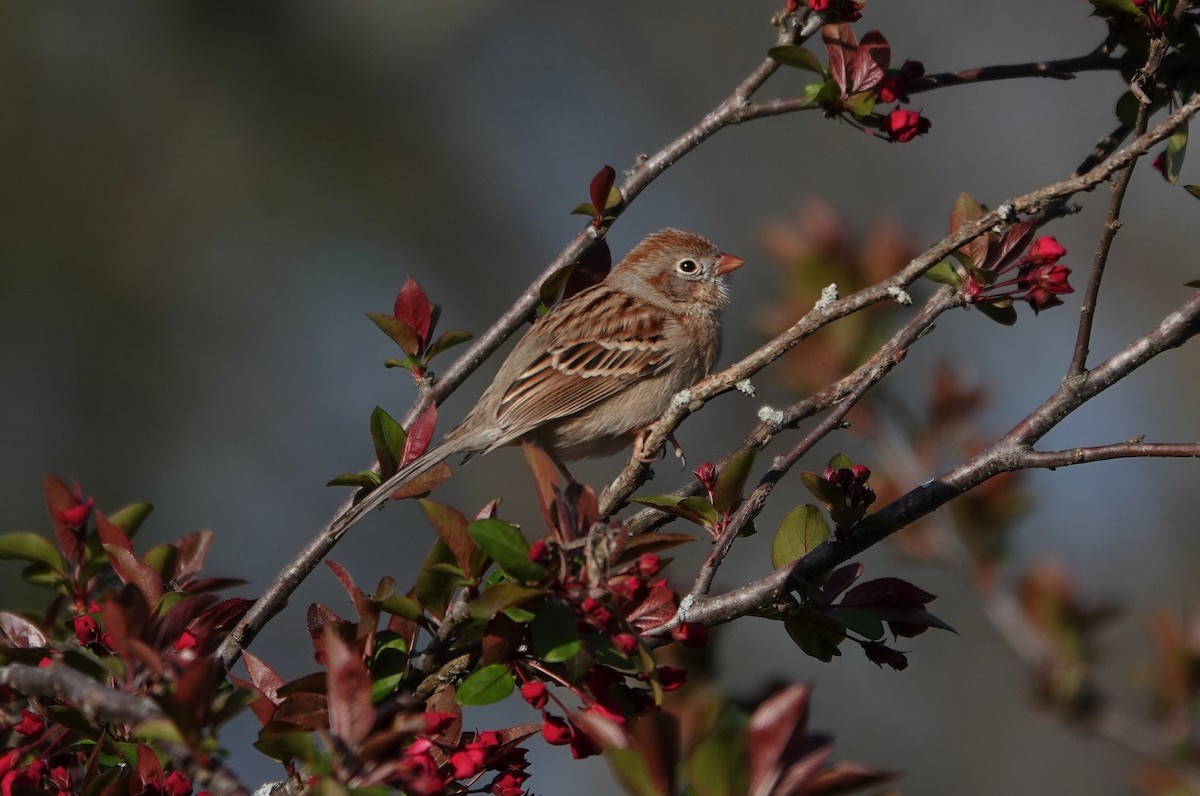 Field Sparrow - ML322826081