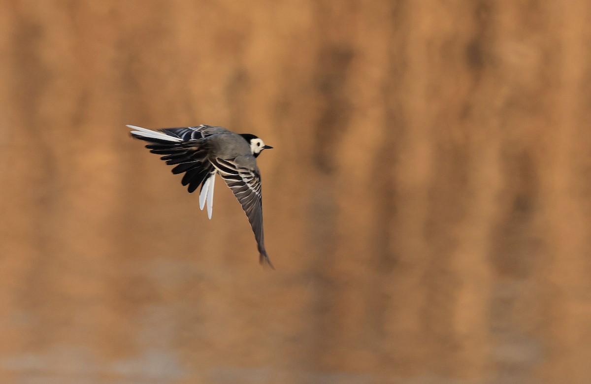 White Wagtail - ML322830281