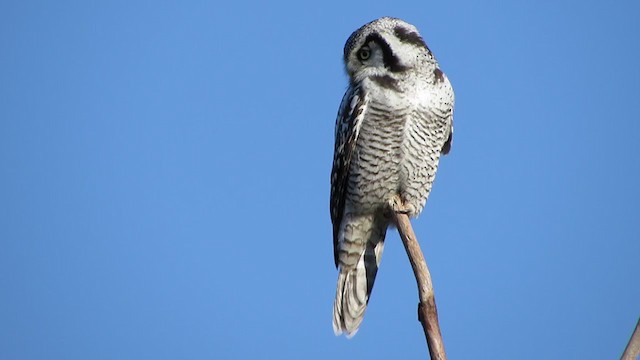 Northern Hawk Owl - ML322834371