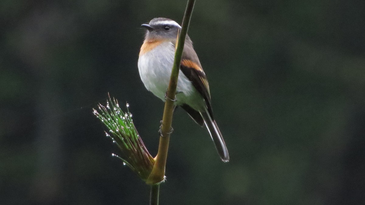 Rufous-breasted Chat-Tyrant - ML32283451