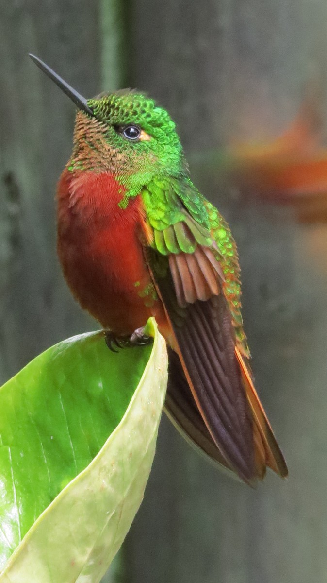 Chestnut-breasted Coronet - ML32283481