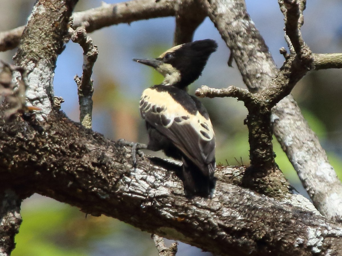 Heart-spotted Woodpecker - Shekar Vishvanath