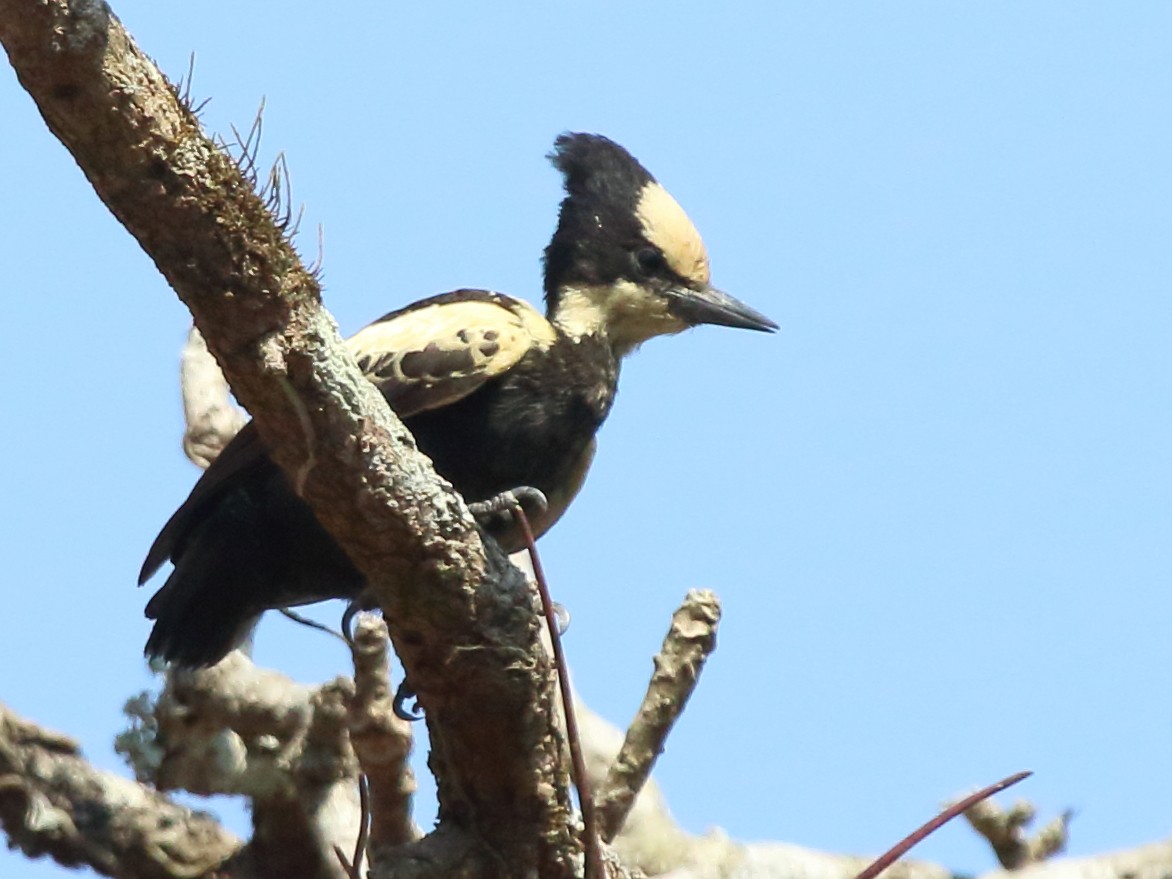 Heart-spotted Woodpecker - Shekar Vishvanath