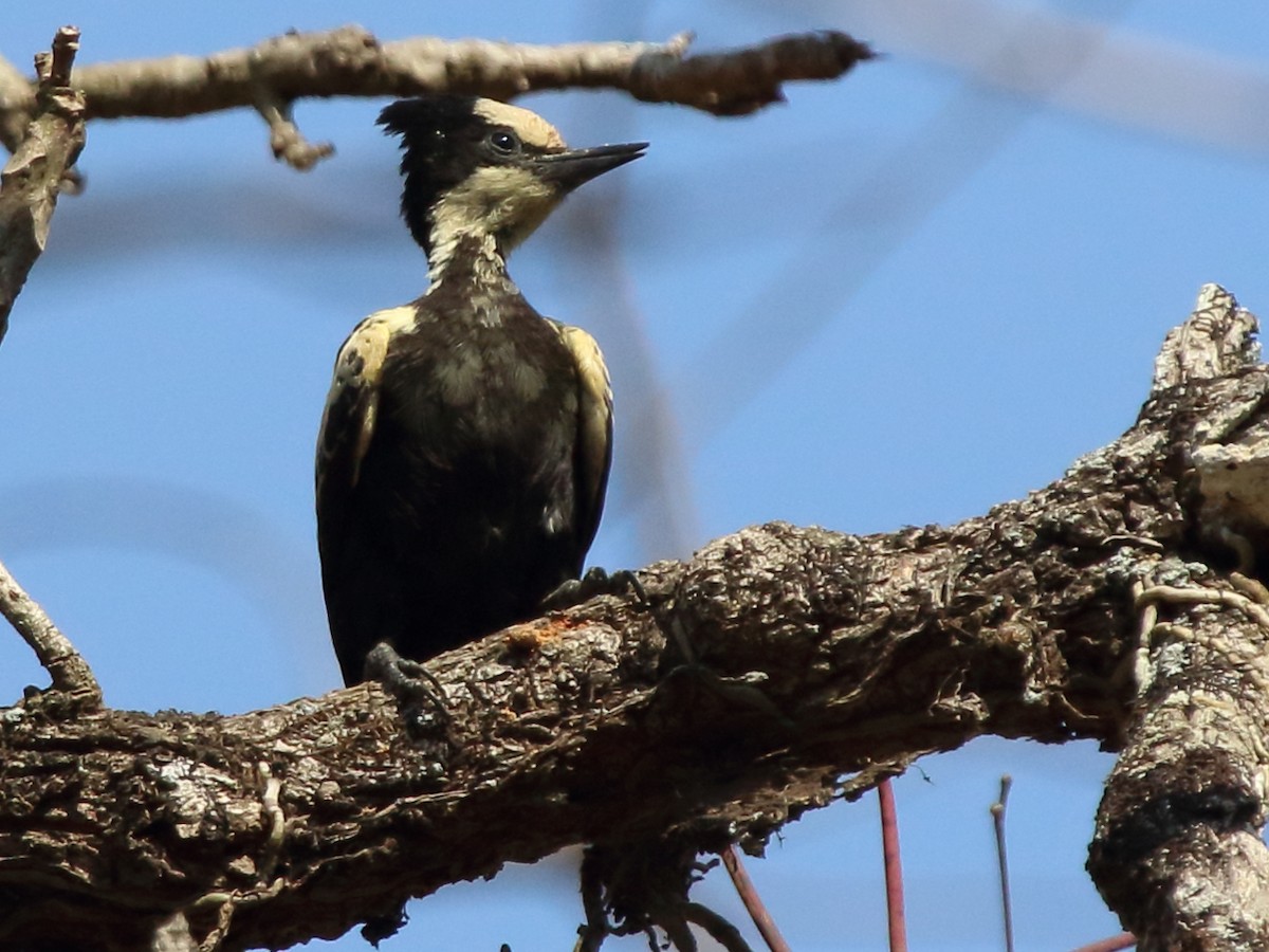 Heart-spotted Woodpecker - Shekar Vishvanath