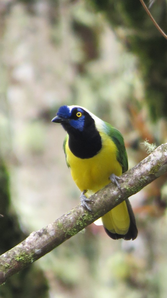 Green Jay - ML32283641