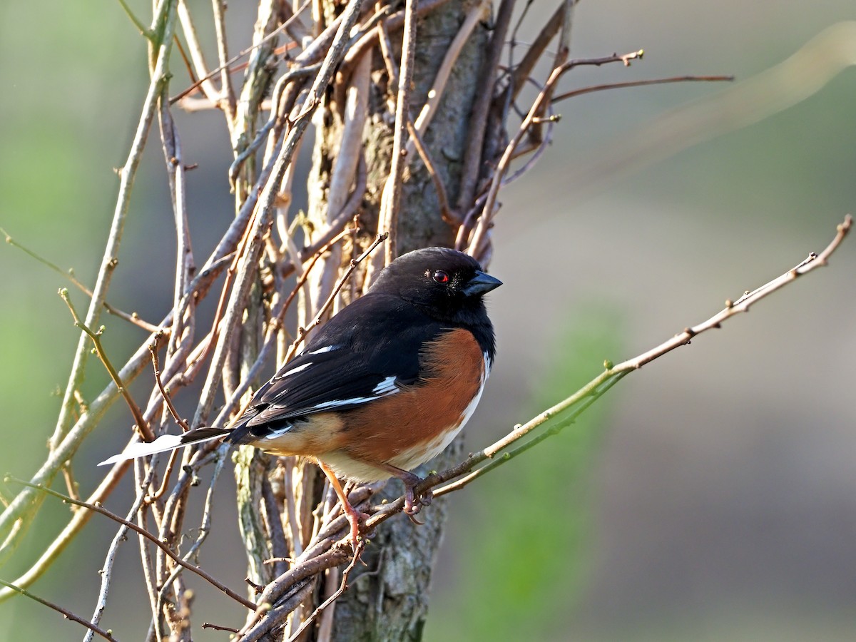 ワキアカトウヒチョウ - ML322838551