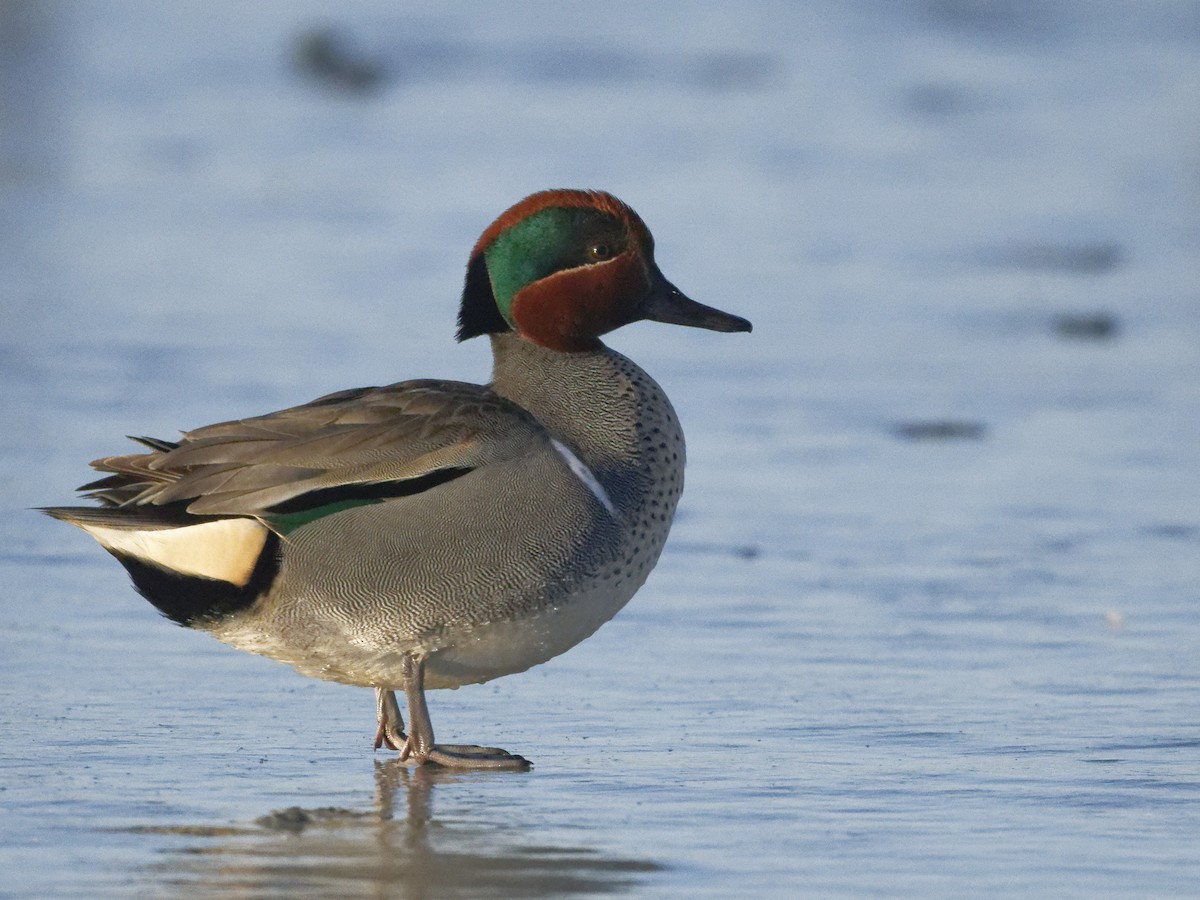 Green-winged Teal - Alan Van Norman