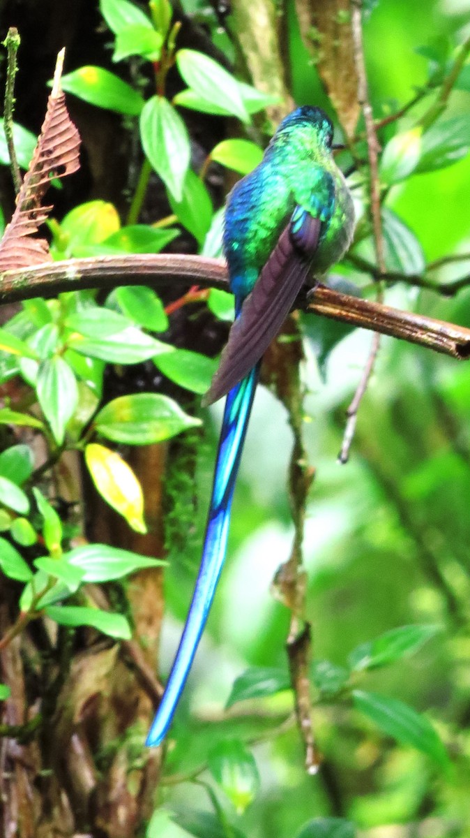 Long-tailed Sylph - David and Regan Goodyear