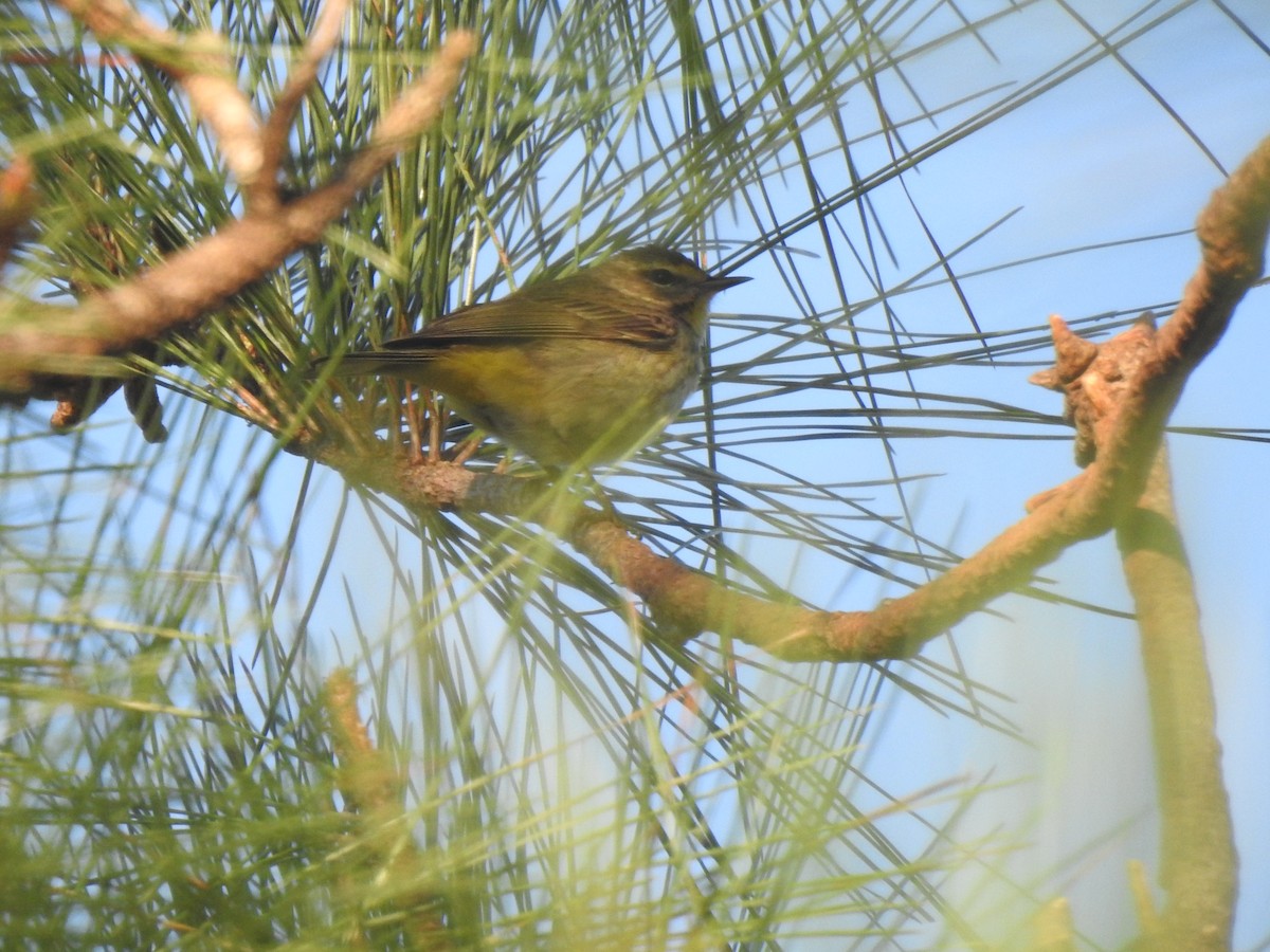 lesňáček bažinný - ML322839841